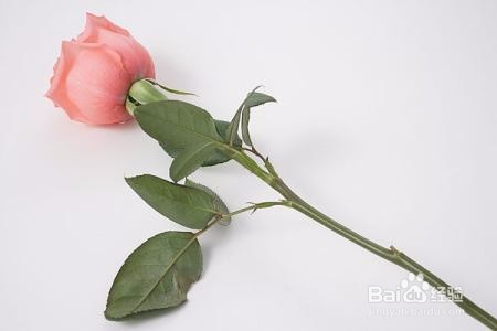 玫瑰花如何水培生根