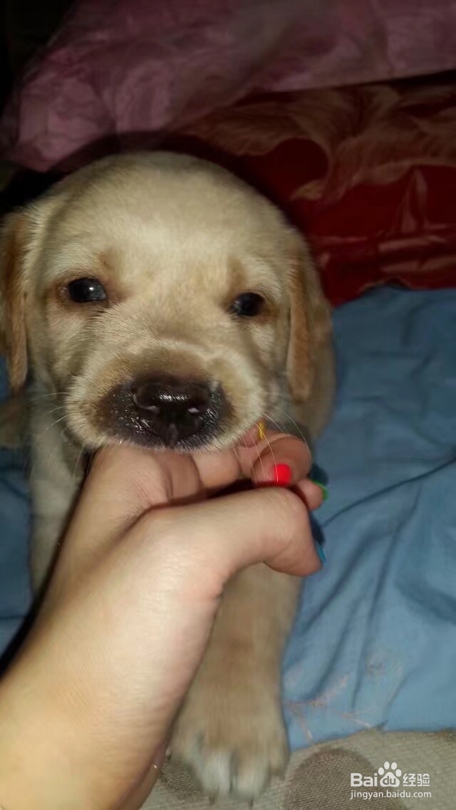 怎么刺激小奶狗排便