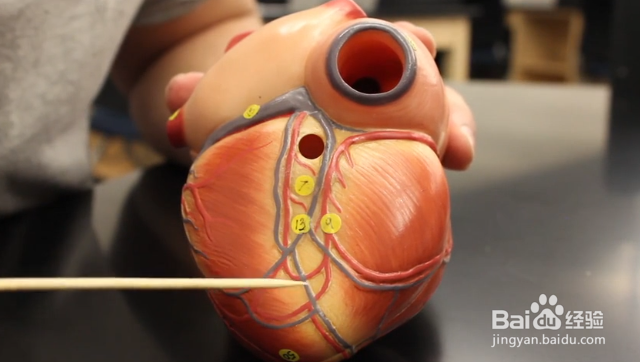 如何预防和治疗心脑血管疾病