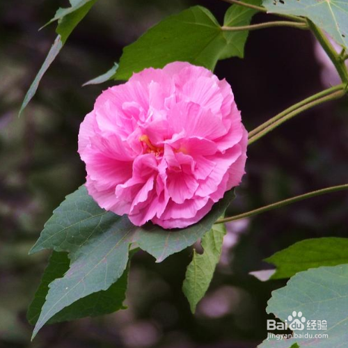 木芙蓉秋天该如何养？