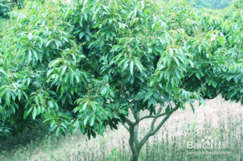 荔枝树如何矮化