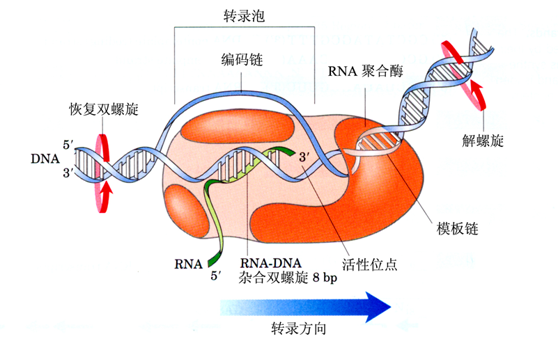 转录出的RNA在哪加工