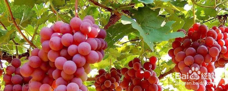 葡萄的保存最佳方法#校园分享#