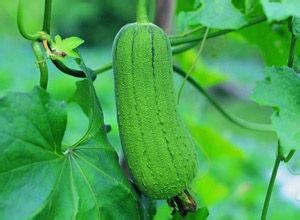 中医治痛经：[11]丝瓜帮你顺痛经