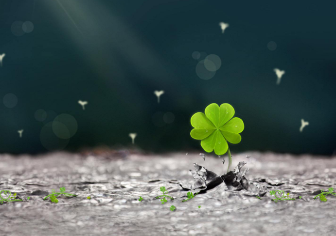 四叶草还有什么名字