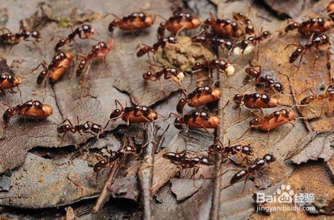 行军蚁可以杀死人吗？