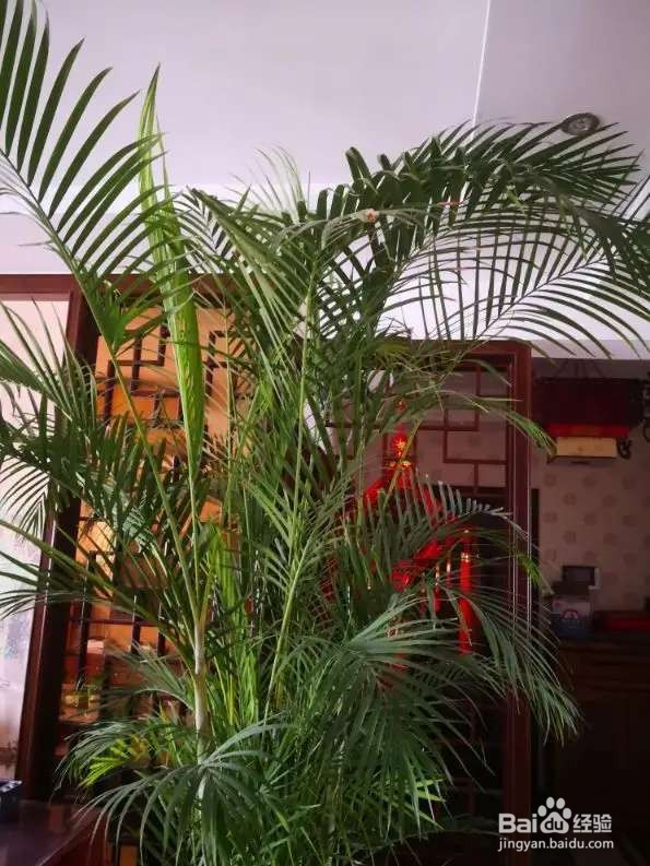 6种花就适合养在潮湿环境