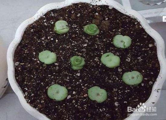 钱串怎么爆盆