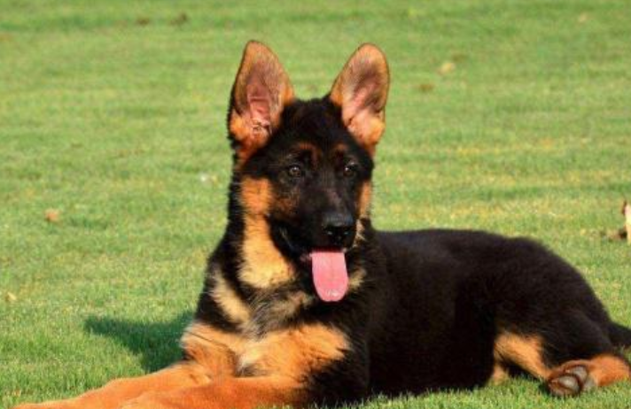 城市养德牧需要什么手续