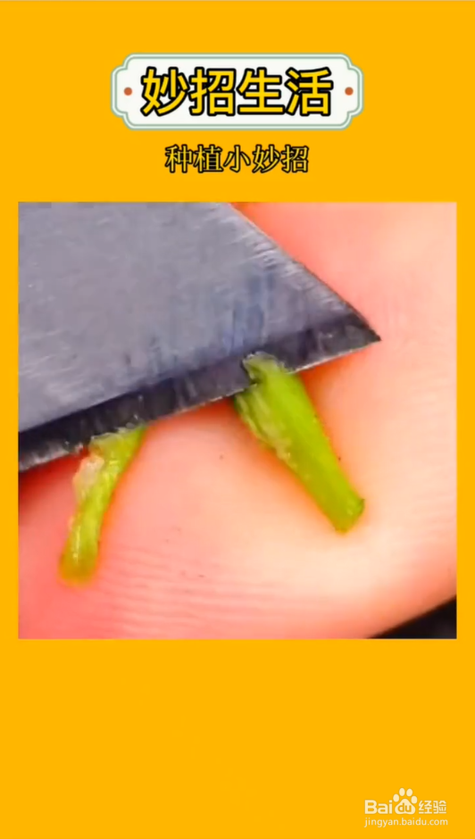 盆栽嫁接小妙招