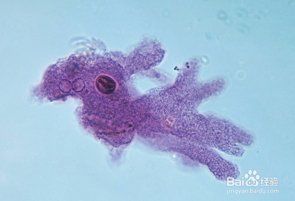 如何培育变形虫