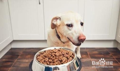 调理狗狗肠胃的四种解决办法