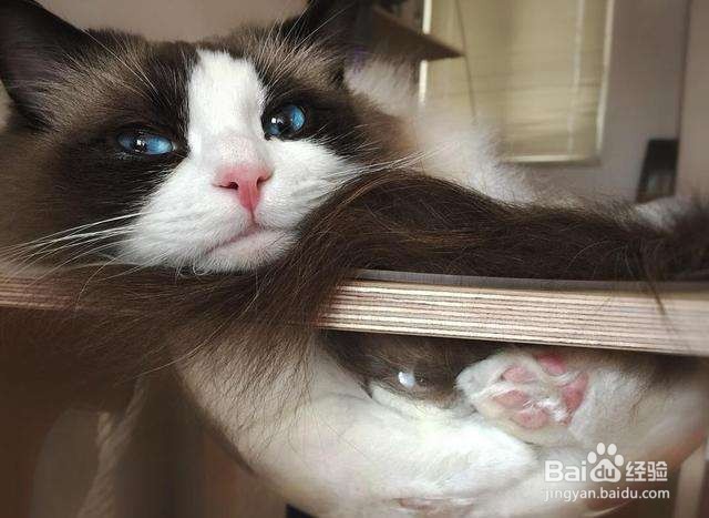 夏季养猫会遇到那些问题和烦恼?