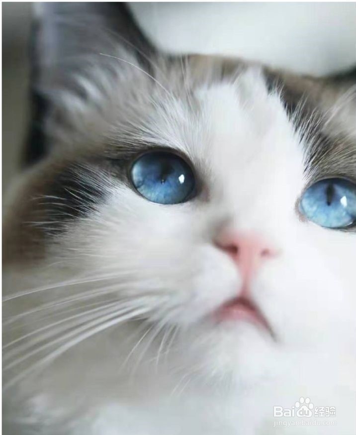 猫咪为什么经常呕吐呢？