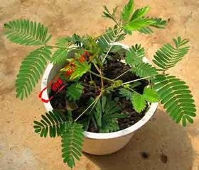 哪些花有毒性