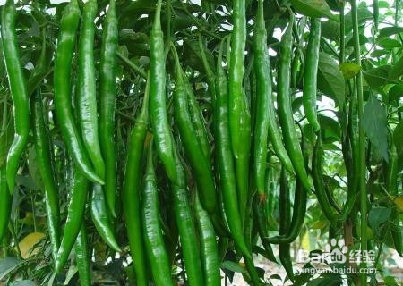 怎样炒辣椒才能让辣椒不辣?