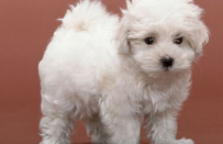 狗不吃不喝没精神怎么办