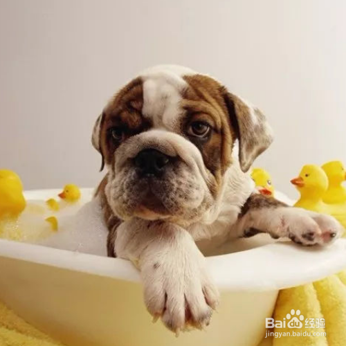 给狗狗洗澡,怎样才能洗的更干净?