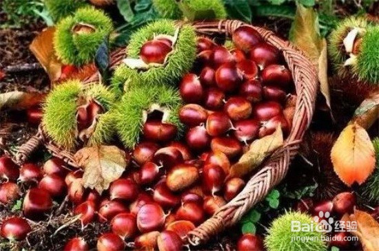 板粟怎样保存好