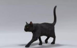 猫咪老叫怎么办?