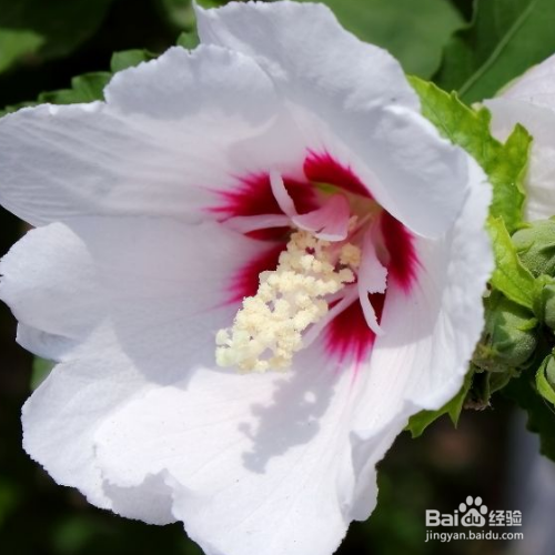 木槿花养殖方法