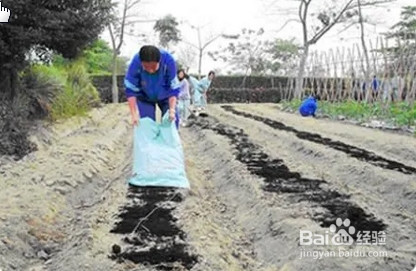 冬季施肥应该注意什么