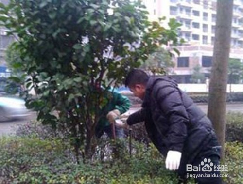 茶花叶子卷曲掉叶子怎么补救