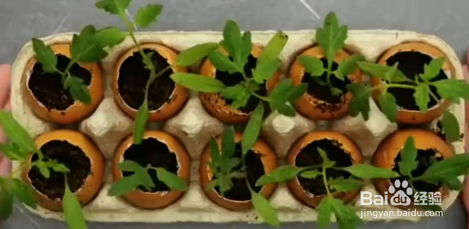 如何自己种植水果蔬菜