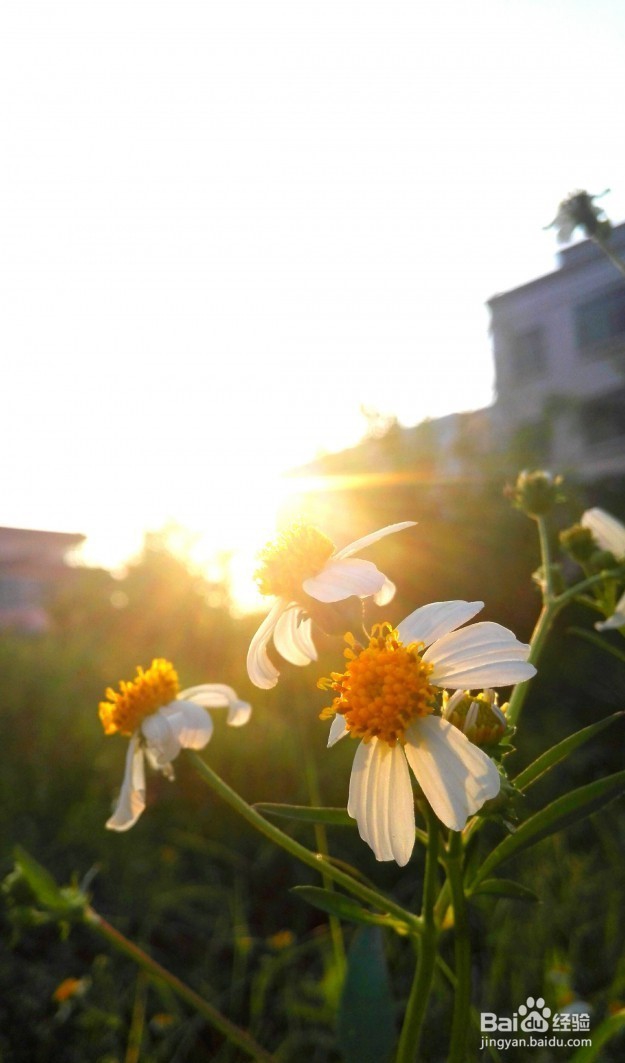 玩转手机微距摄影 的技巧有哪些