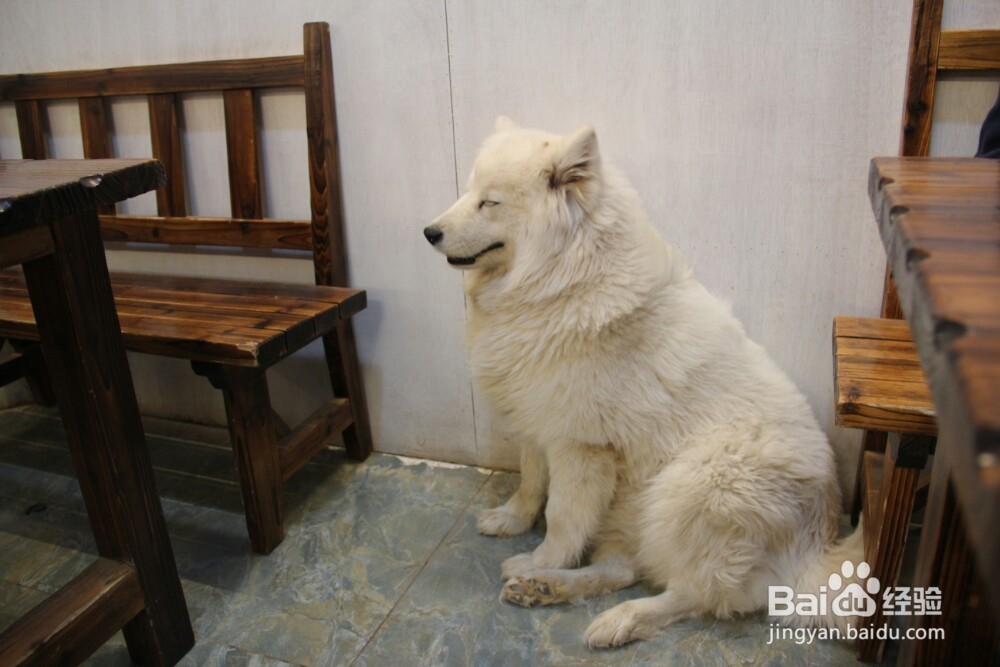 怎么判断狗狗有没有狂犬病 判断狗狗狂犬病方法