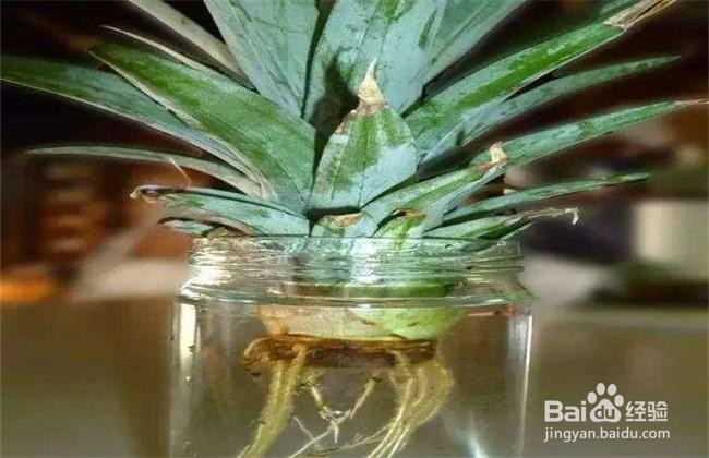 菠萝怎么种植盆栽