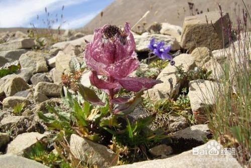 雪莲花的作用有哪些