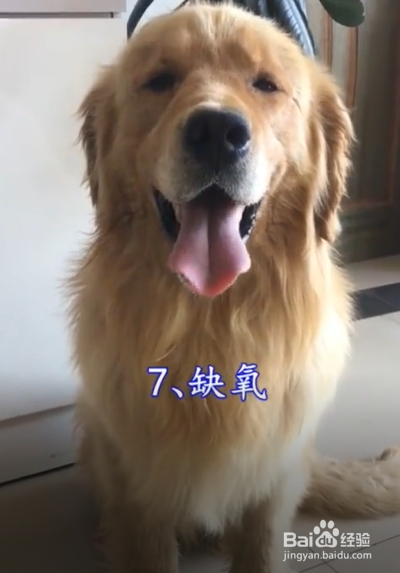 狗狗中暑的表现有什么