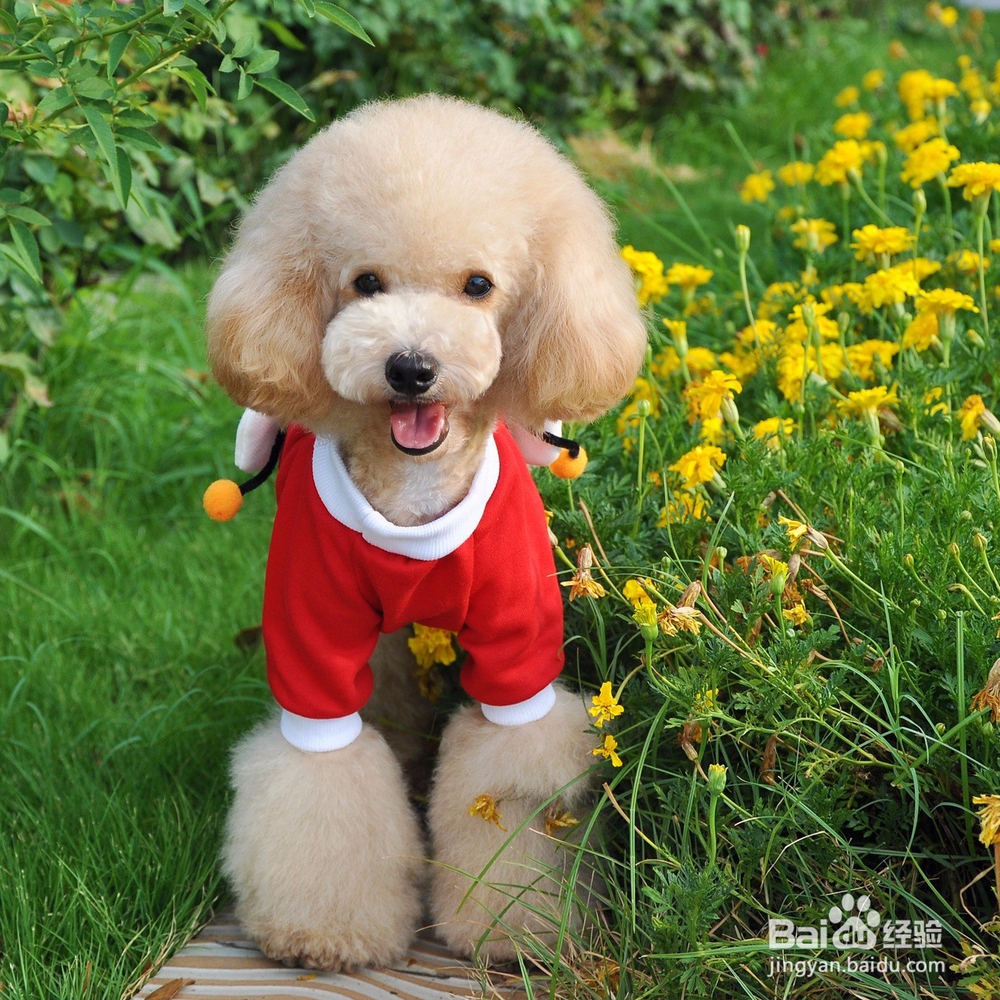 邵阳怎么选择宠物美容学校