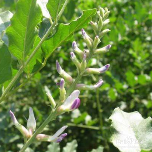 甘草的培育方法和注意事项