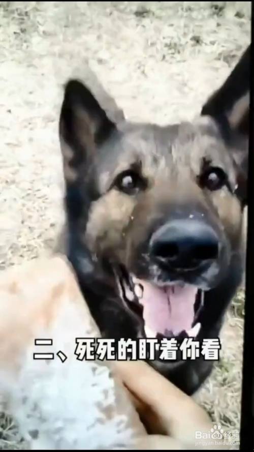狗狗咬人的四大前兆 百度经验 狗狗咬人的四大前兆 百度经验