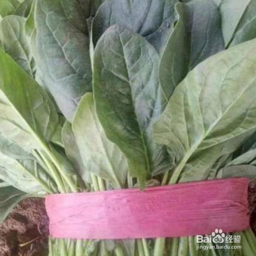 秋菠菜种植时间和方法