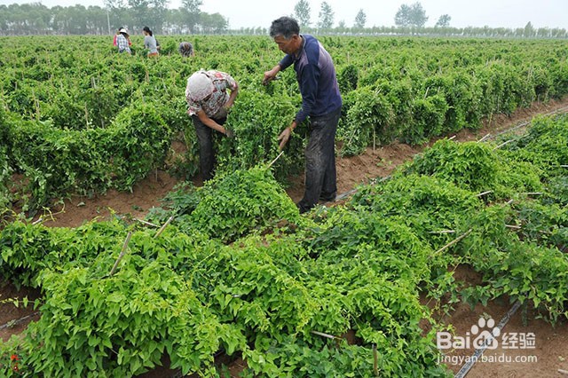 山药的需肥特点和山药重茬病害的应对措施