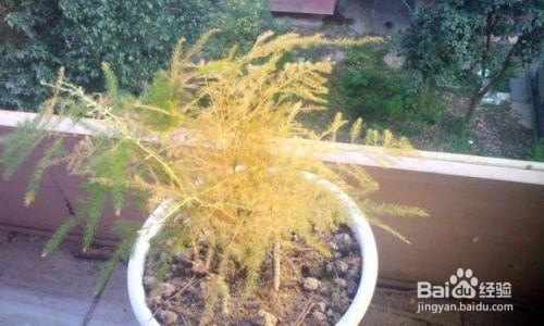 文竹的养殖方法和注意事项