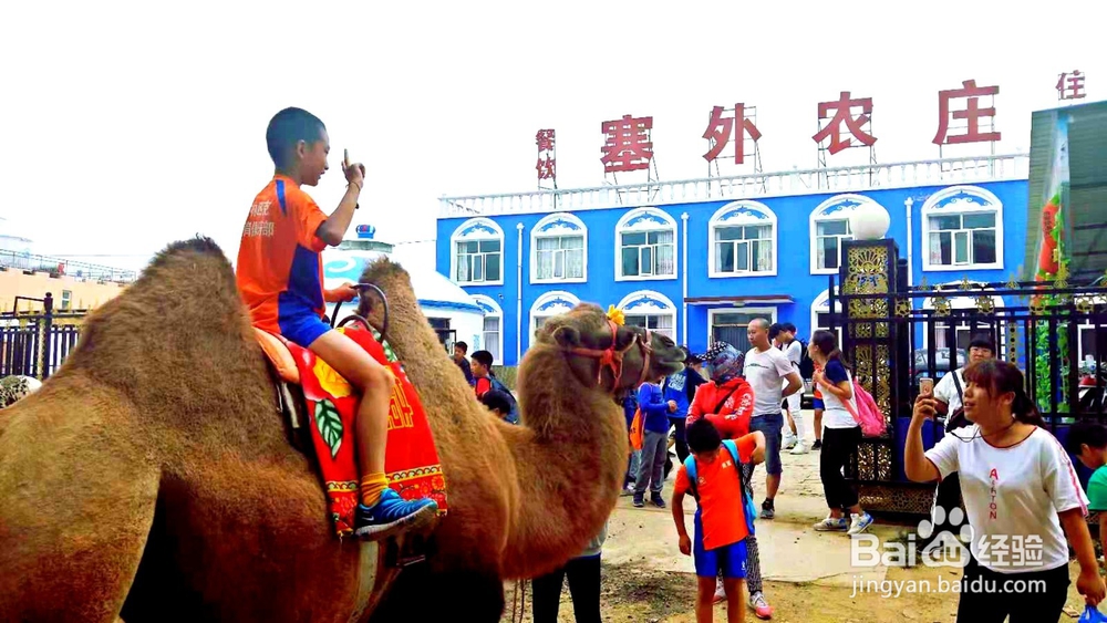 张北坝上草原旅游--住宿--玩乐--团建攻略