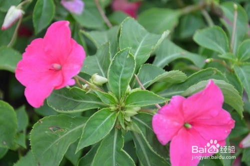 非州凤仙花的养护技巧