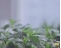 分享黄瓜柠檬排毒水做法在柠檬有约好像挺受欢迎