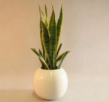 虎皮兰长得慢怎么解决？