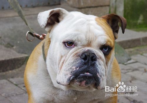 怎么处理多只狗争斗的情况