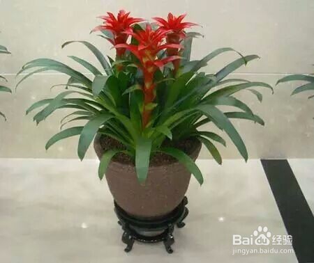 教你如何养好花花草草