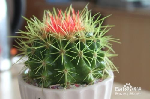 仙人掌的养殖方法