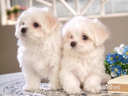 怎么判断狗狗是否冷