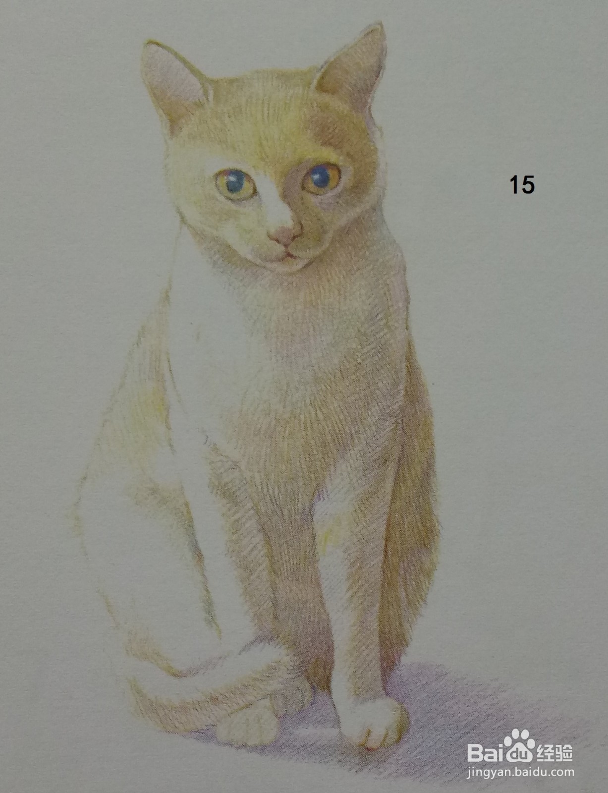 色铅笔画浅黄色小猫咪(素描进阶)