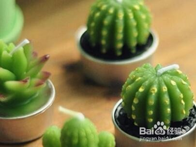 盆栽植物怎么养?