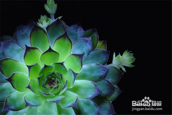 观音莲的养殖方法？